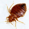 bedbug1