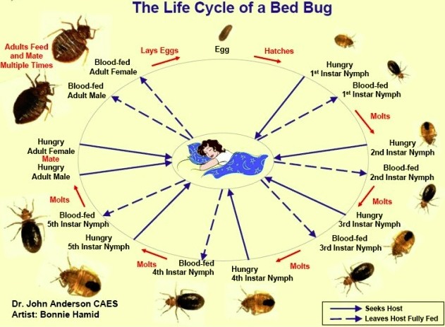 bedbug2